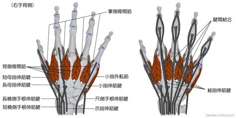 手 骨|手の骨・筋肉・腱の名称｜高津整体